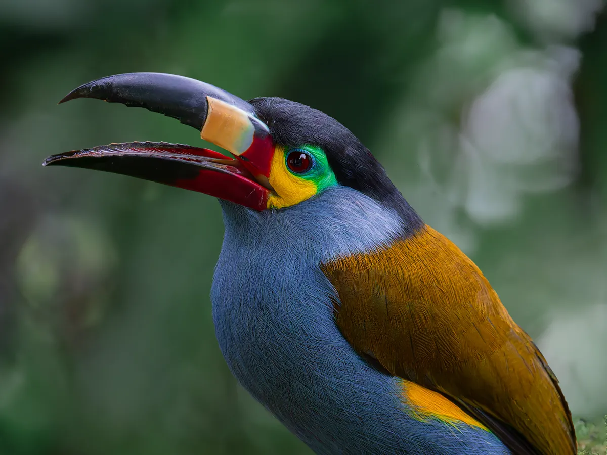 ¿Qué Es el Digiscoping? Guía para Observadores de Aves